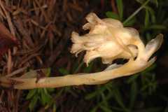 Monotropa hypopitys